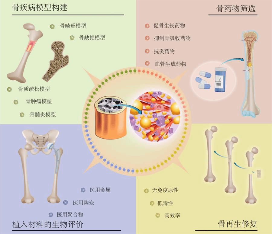 尊龙凯时团队制备出“骨类器官”，，，将为骨科手术带来革命-尊龙凯时