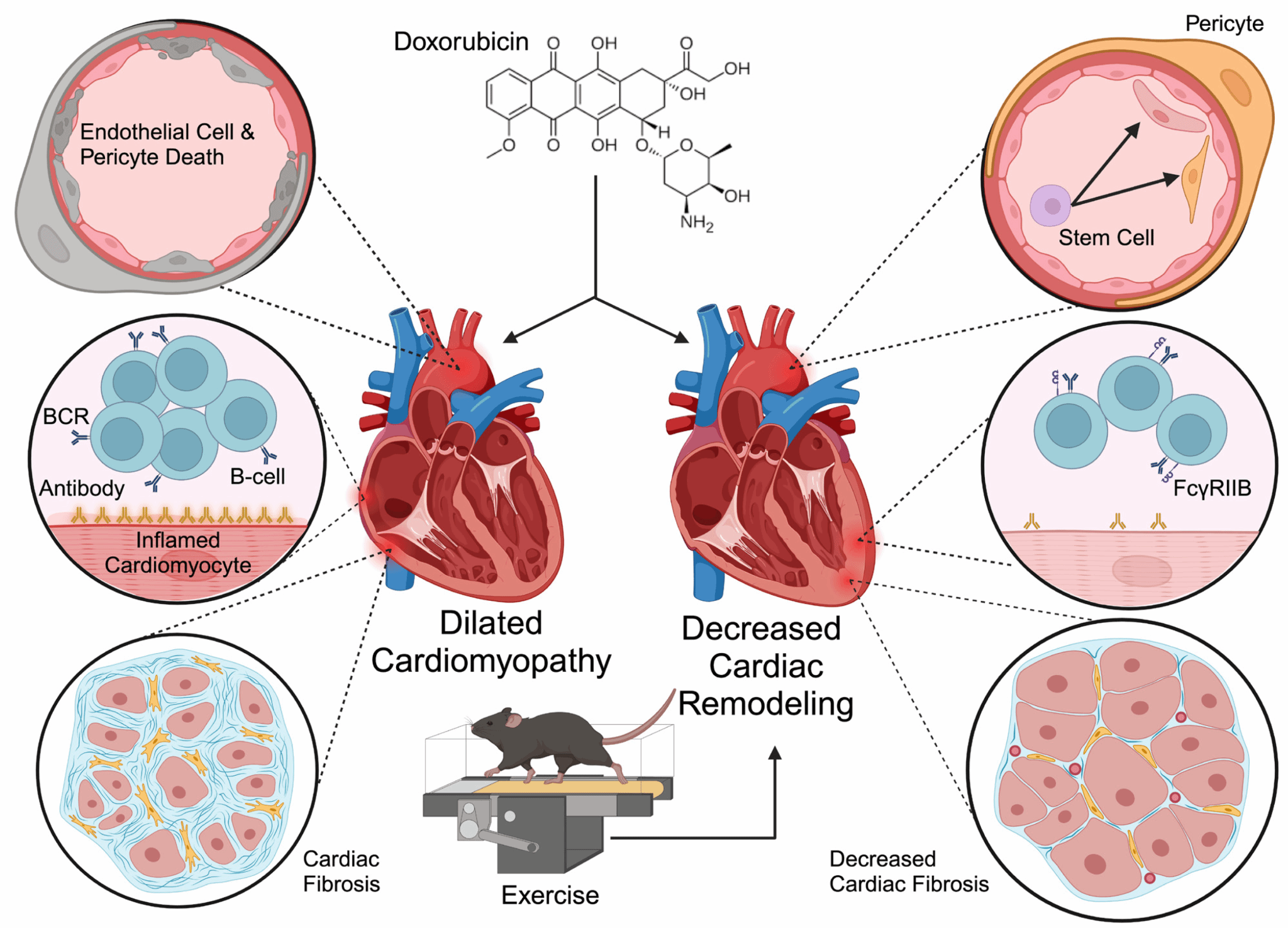 尊龙凯时生命科学学院心血管研究所贝毅桦教授在Circulation Research 揭晓论文-尊龙凯时